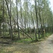 Anche i pioppeti non sono stati risparmiati dalla furia del vento che ha abbattuto e spezzato diversi alberi.