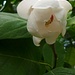 Hat zwar nichts mit der Tour zu tun, aber zu Hause wurde ich durch Blütenknospen meiner Hängeblütigen Magnolie (Magnolia wilsonii) auf meinem Balkon überrascht welche sich wenige Tage später öffneten und stark nach Parfum riechen. Die bei uns sehr seltene Pflanze stammt aus China.