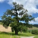 Wunderbare Eiche im Abstieg von Ober Huggerwald nach Liesberg.<br /><br /><br />