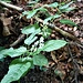 Circaea lutetiana L. 	<br />Onagraceae<br /><br />Erba maga comune<br />Herbe des sorcières, Circée commune<br />Grosses Hexenkraut <br />