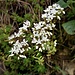 Sedum album L. 	<br />Crassulaceae<br /><br />Borracina bianca<br />Orpin blanc <br />Weisser Mauerpfeffer <br />