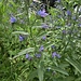 Echium vulgare L. 	<br />Boraginaceae<br /><br />Viperina azzurra<br />Vipérine commune<br />Gemeiner Natterkopf <br />