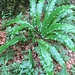 <br />Phyllitis scolopendrium (L.) Newman 	<br />Aspleniaceae<br /><br />Scolopendria comune, Lingua cervina<br />Langue de cerf <br />Hirschzunge <br />