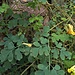 Corydalis lutea (L.) DC. 	<br />Papaveraceae<br /><br />Colombina gialla<br />Corydale jaune <br />Gelber Lerchensporn 