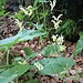 Aconitum lycoctonum subsp. neapolitanum (Ten.) Nyman 	<br />Ranunculaceae<br /><br />Aconito di Lamarck<br />Aconit de Lamarck <br />Hahnenfussblättriger Gelb-Eisenhut <br />