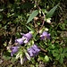 Campanula trachelium L. 	<br />Campanulaceae<br /><br />Campanula selvatica<br />Campanule gantelée <br />Nesselblättrige Glockenblume <br />