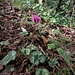 Cyclamen purpurascens Mill. 	<br />Primulaceae<br /><br />Ciclamino delle Alpi<br />Cyclamen d'Europe <br />Europäisches Alpenveilchen, Gemeine Zyklame, Erdscheibe 