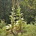 Verbascum densiflorum Bertol. 	<br />Scrophulariaceae<br /><br />Verbasco falso barbasso<br />Bonhomme, Molène à fleurs denses <br />Grossblütige Königskerze, Grossblütiges Wollkraut <br />