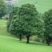 formschöne Bäume bei Schaufelberg