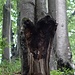 Herz-Baum