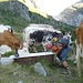 Ein Stier und 6 Kühe :-)
