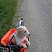 Hundetaxi für die Strecke von Arnoz nach Mulegns runter (ca. 5 km)