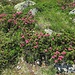 Alpenrosen in voller Blüte