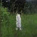 Weißes Knabenkraut im Regen und mit beschlagener Kameralinse. Hier am Weg blühen Mitte Juli noch überraschend viele Orchideen.<br /><br />Orchidea bianca sotto la pioggia e con la lente della macchina fotografica appannata. Qui, lungo il sentiero, un numero sorprendente di orchidee è ancora in fiore a metà luglio.
