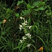 Zweiblättrige Waldhyazinthe (Platanthera bifolia), alles patschnass / tutto bagnato.