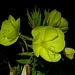 Der Zauber der Nachtkerzen, Gemeine Nachtkerze (Oenothera biennis) / magia