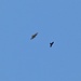 Flugshow