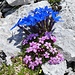 Blumenbouquet