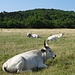 Die typisch ungarischen Rinder lagern südlich des inneren Sees.