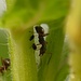 Die Ameisen mit ihren Läusen in einer Nachtkerze / Le formiche con i loro pidocchi 