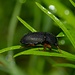 Käfer mit winzigen Tautröpfchen / Coleottero con piccole gocce di rugiada