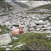 Oberhalb der Alp di Mem