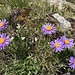 Viele verschiedene Blumenarten, im Bild Alpen-Aster