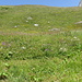 verso Blaunca