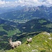 Steinbockbesuch auf dem Vanil d'Ecri