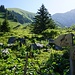 Weg zur Cabane de Bounaveaux: Links für flinke Hasen, rechts für die Gemütlichen...