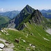 Ein erster Steinbock bei P.2182