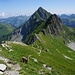 Ein erster Steinbock bei P.2182