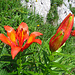 herrliche Blumen am Lütispitz-Grat ......
