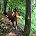 Nanu. Da steht ein Pferd aufm Flur....... und schaut mich an 