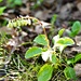 Seltene Blume am Wegrand: Birngrün oder Einseitswendiges Wintergrün (Orthilia secunda)