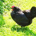 ruhig und gelassen in der Sonne