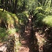 Camminamenti della lInea Cadorna verso il Monte Orsa