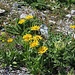 Arnika in voller Blüte