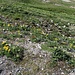 Bergfrühling