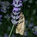 Nachtfalter am Lavendel / falena sulla lavanda