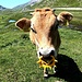 <b>Eccomi di nuovo sul Plaun la Greina. Ai bordi del sentiero pascolano numerose mucche e vitelloni muniti di anello antisucchio. </b>