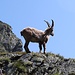 <b>Capra ibex maschio.</b>