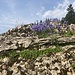 ein Bergsturzfels mit apartem Glockenblumenpolster