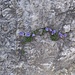 Fiori nella roccia.