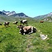 <b>Benché l'Alpe Greina si trovi in territorio grigionese appartiene al Patriziato generale di Aquila - Torre - Lottigna.</b>