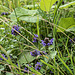 Die Kleine Braunelle (Prunella vulgaris) blüht derzeit zahlreich.