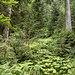 ... dass ausgewachsene Bäume, die nach dem Holzabrutschen im Moor landeten, komplett versanken, sogar ein Rind verschwand einmal darin. Kein Wunder, denn das Moor hat eine Mächtigkeit von 7 Metern. Die "Beschreibung des Oberamts Freudenstadt" (1858) berichtet: "In einer tief verborgenen Waldschlucht am Schwarzenbühl bestand früher ein großer See, der sog. alte Weiher, der längst trocken liegt, indeß weiß das Volk noch verschiedene Mährchen von Nixen des ehemaligen Sees zu erzählen. An den Ufern desselben soll ein Kloster gestanden seyn, wie denn noch einzelne behauene Steine herumliegen; aber vermuthlich war dies nur ein Waldbruderhaus."<br />Hier ein Blick hoch in die Karwand, aus der zahlreiche kleine Rinnsale versteckt unter der Botanik heruntergurgeln.