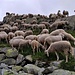 Le pecore pascolano vigilate dal loro pastore, più tardi occuperanno il sentiero costringendoci a passarci in mezzo per proseguire il nostro cammino.