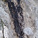 Anche da questa foto si vede la roccia colorarsi di nero.