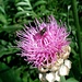 <b>Fiordaliso rapontico (Centaurea rhapontica)</b>.